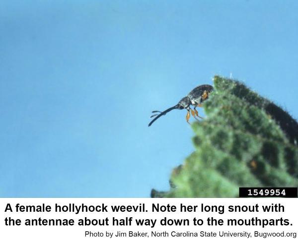 Thumbnail image for Hollyhock Weevil
